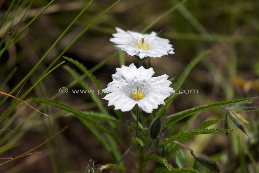 Monsonia attenuata.jpg