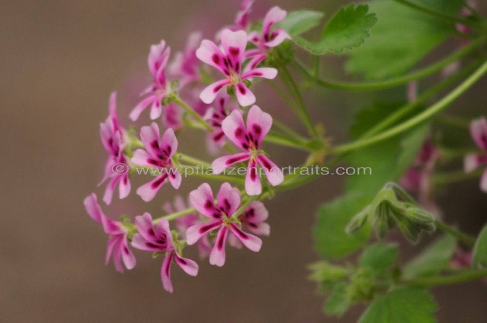 Pelargonium crassicaule.jpg