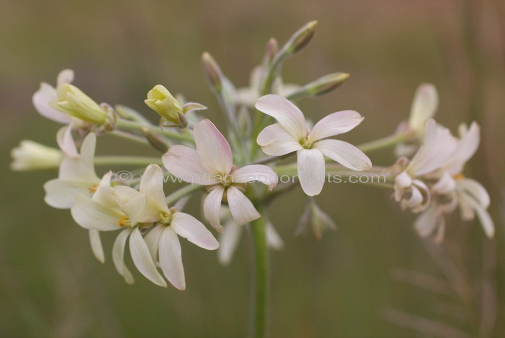 Perlagonium luridum Waving Perlagonium Storks Bill.jpg