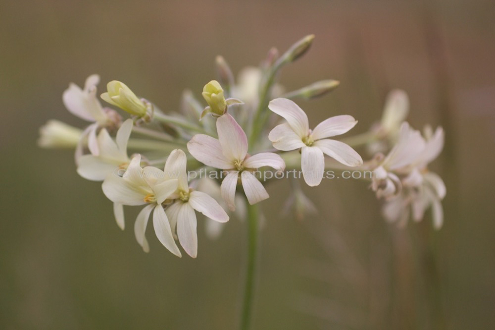 Perlagonium luridum Waving Perlagonium Storks Bill_1.jpg