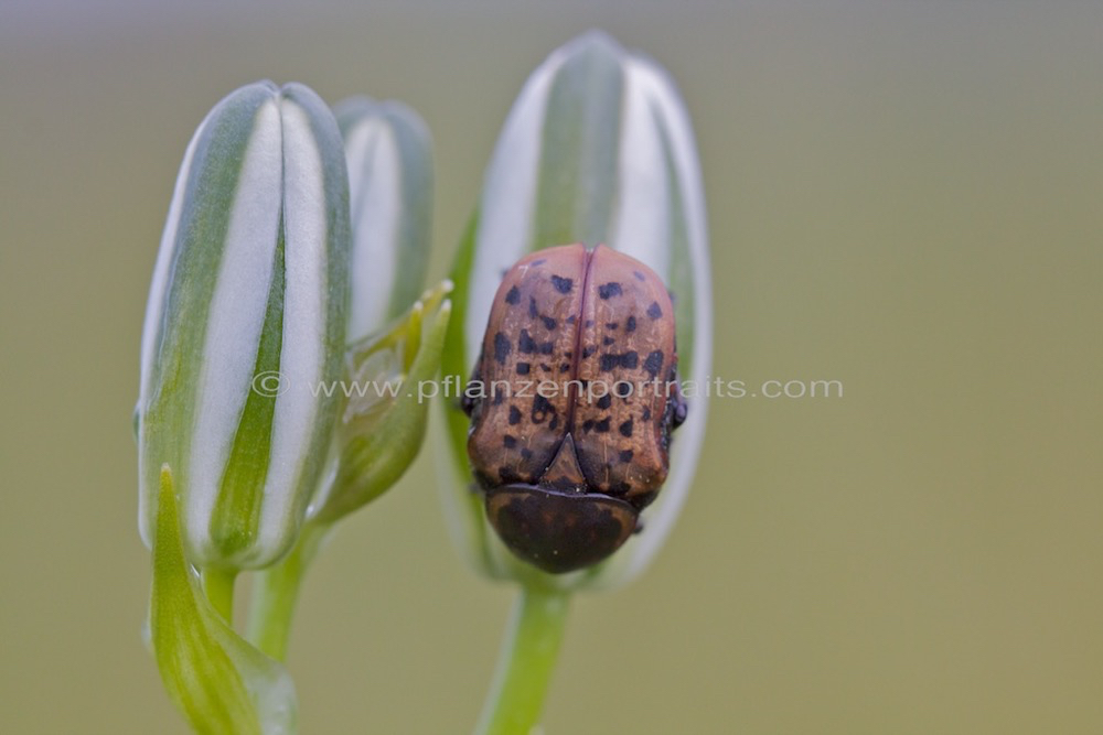 Albuca setosa_Small White Albuca  and a beetle.jpg