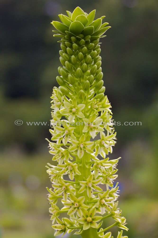 Eucomis pole-evansii - Schopflilie_1.jpg