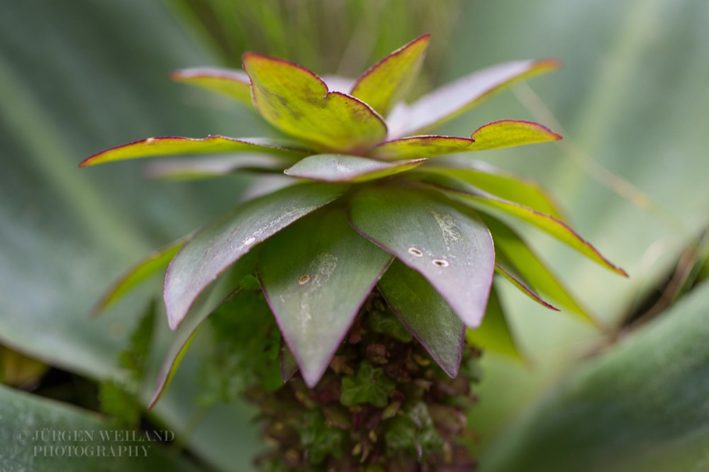 Eucomis schijfii Minature Eucomis-2.jpg