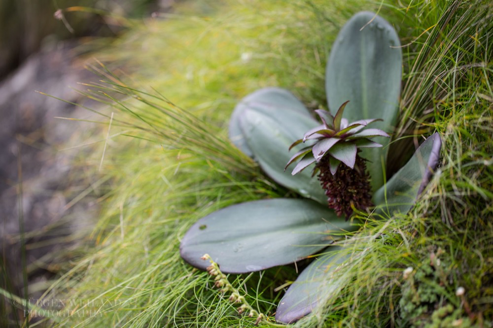 Eucomis schijfii Minature Eucomis.jpg