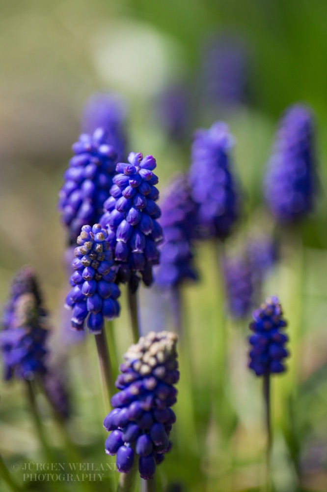 Muscari neglectum Weinbergs-Traubenhyazinthe Common Grape Hyacinth-2.jpg