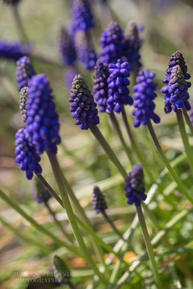 Muscari neglectum Weinbergs-Traubenhyazinthe Common Grape Hyacinth.jpg