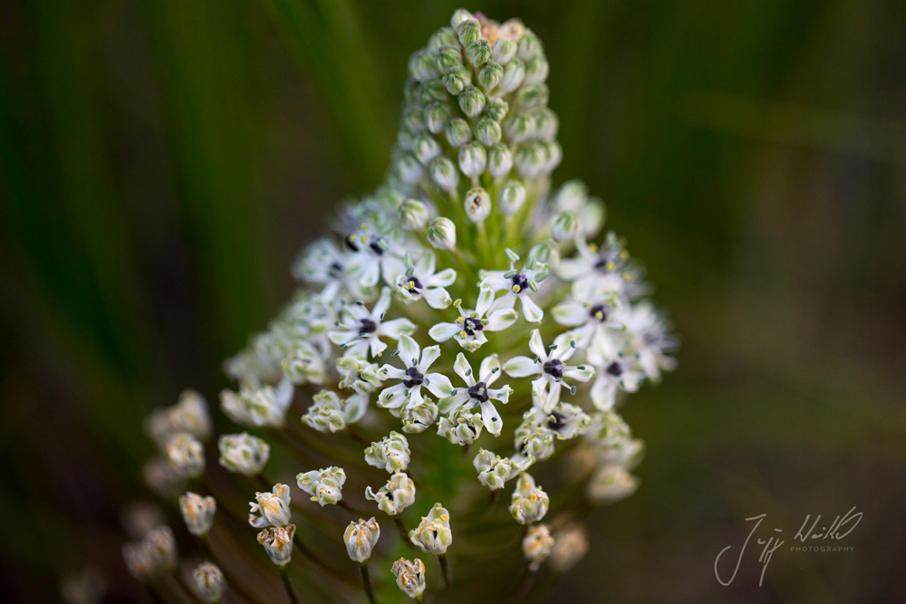 Scilla nervosa White Scilla.jpg