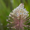 Scilla nervosa White Scilla2.jpg