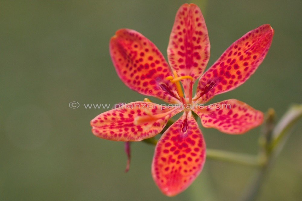 Belamcanda chinensis Leopardenblume Leopard flowe Leopard lily 3.jpg