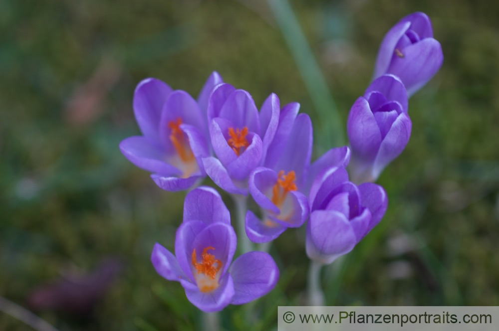 Crocus vernus Frühlings Krokus Crocus 5.jpg