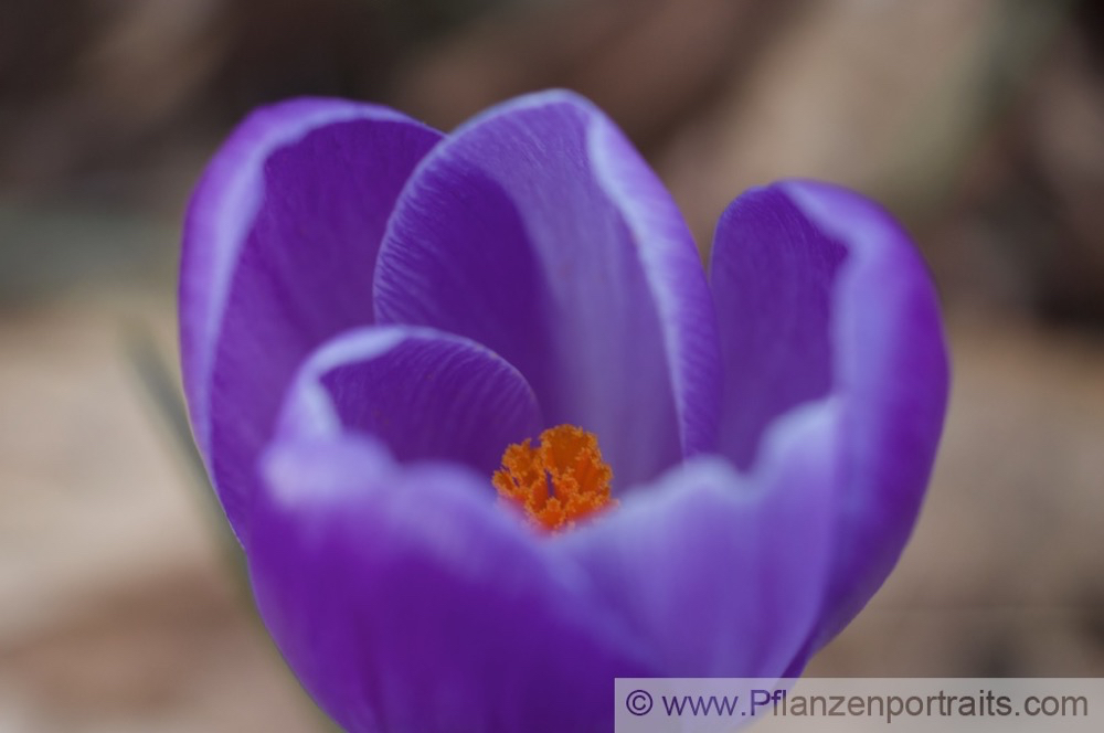 Crocus vernus Frühlings Krokus Crocus.jpg