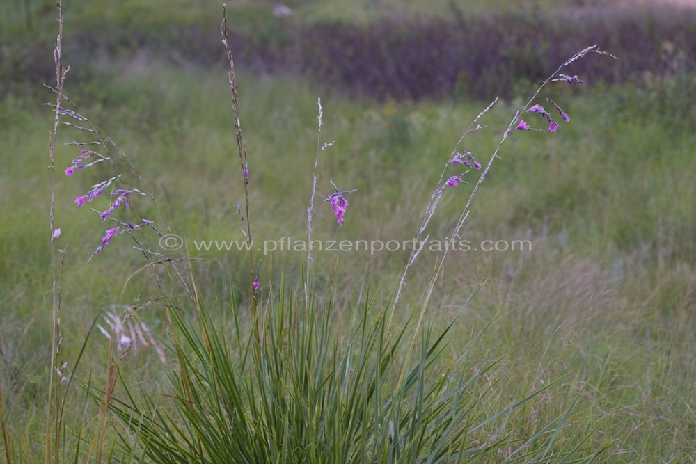 Dierama dracomontanum Hairbells.jpg