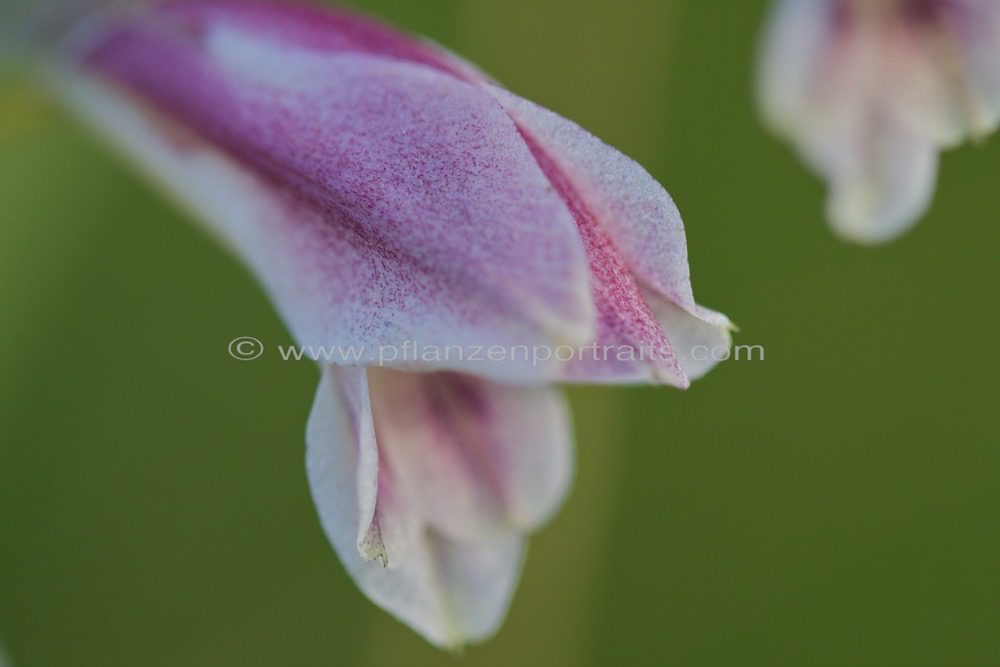 Gladiolus crassifolius Thick leaved Gladiolus 2.jpg