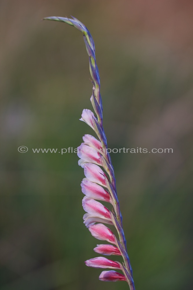 Gladiolus crassifolius Thick leaved Gladiolus.jpg