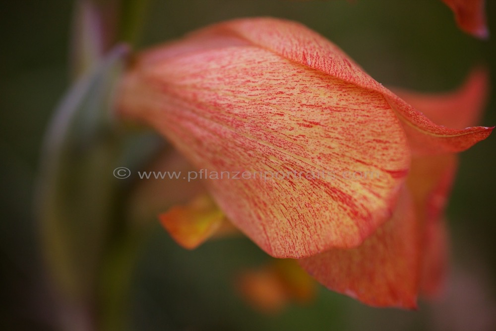 Gladiolus densiflorus 3.jpg