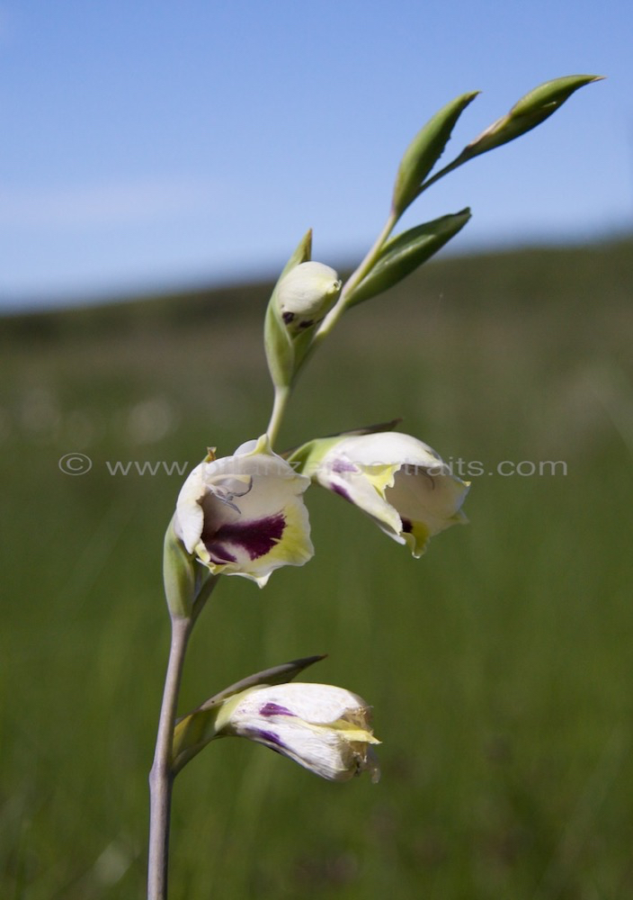 Gladiolus papilio Butterfly Gladiolus.jpg