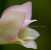 Gladiolus sericeovillosus Large Speckled Gladiolus 3.jpg