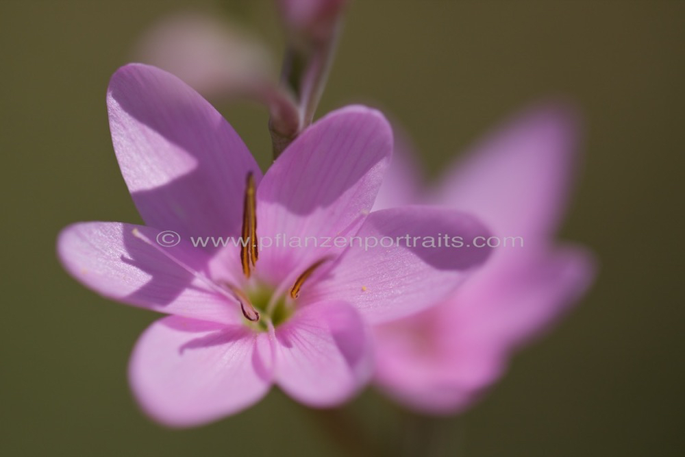 Hesperantha baurii 4.jpg