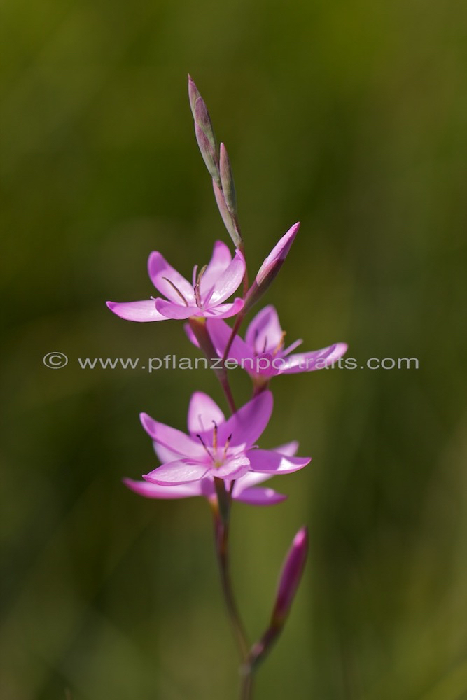 Hesperantha baurii.jpg