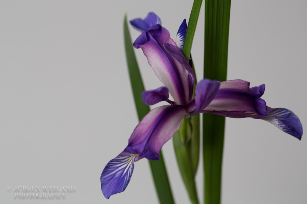 Iris graminea Grassblättrige Iris Grass Leaved Flag.jpg