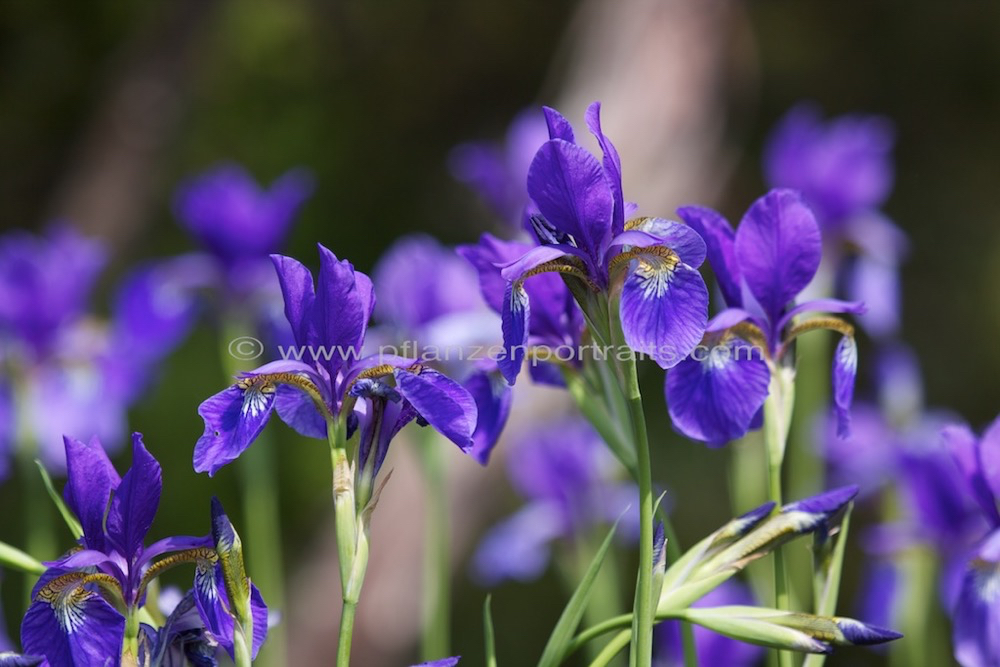 Iris juncea Binsen Iris.jpg