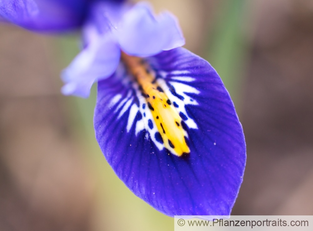 Iris reticulata Kleine Netzblattiris Netted Iris.jpg