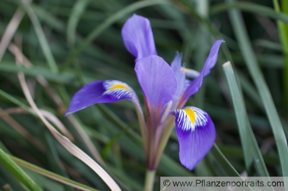 Iris unguicularis Winter Iris Algerian Iris Winter Iris 2.jpg