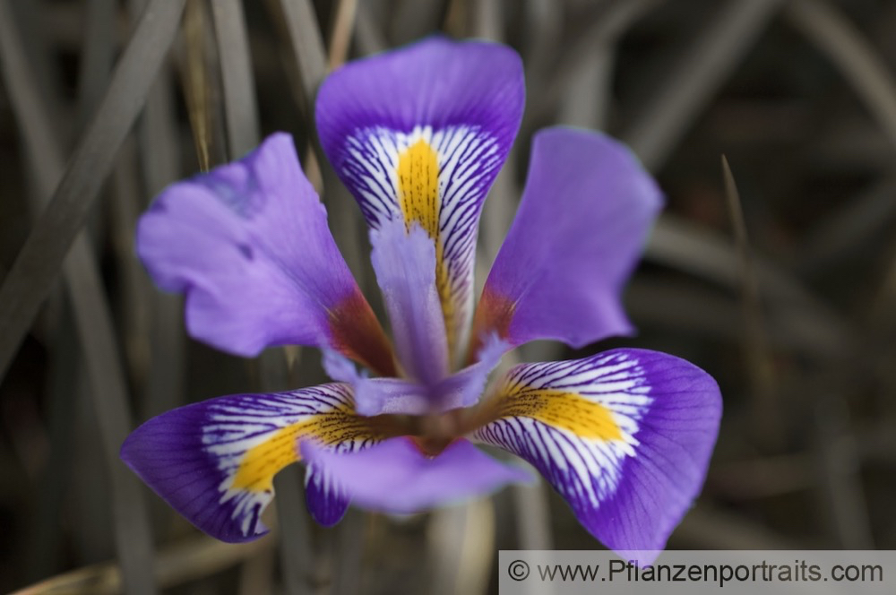 Iris unguicularis Winter Iris Algerian Iris Winter Iris.jpg