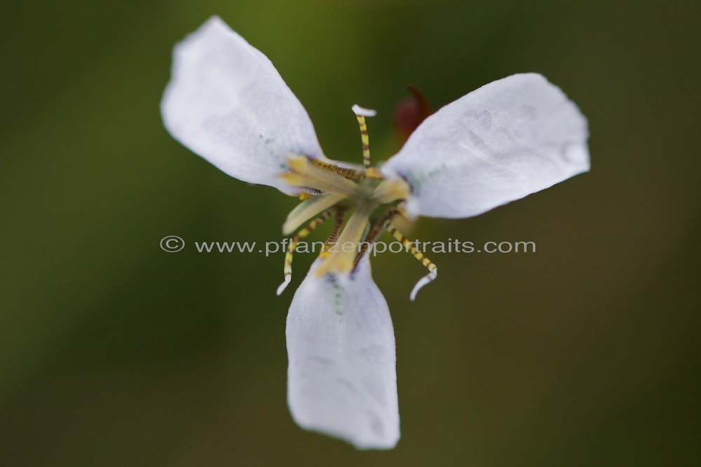 Moraea brevistyla.jpg