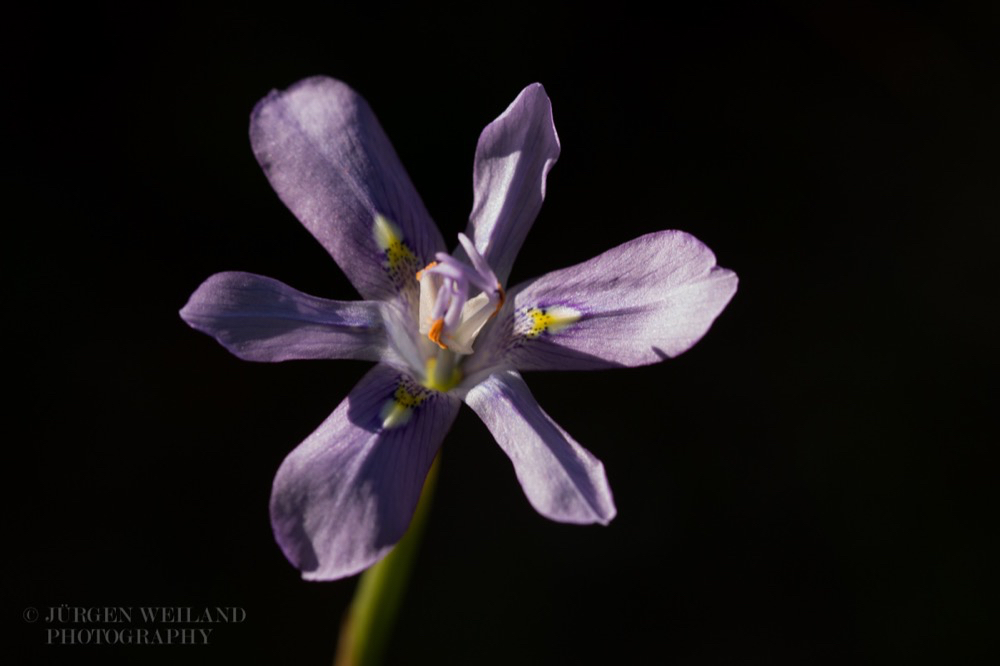 Moraea inclinata Nodding Wild Iris 2.jpg