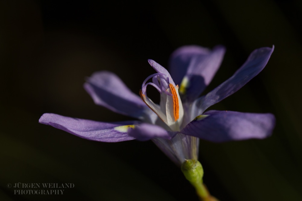 Moraea inclinata Nodding Wild Iris.jpg