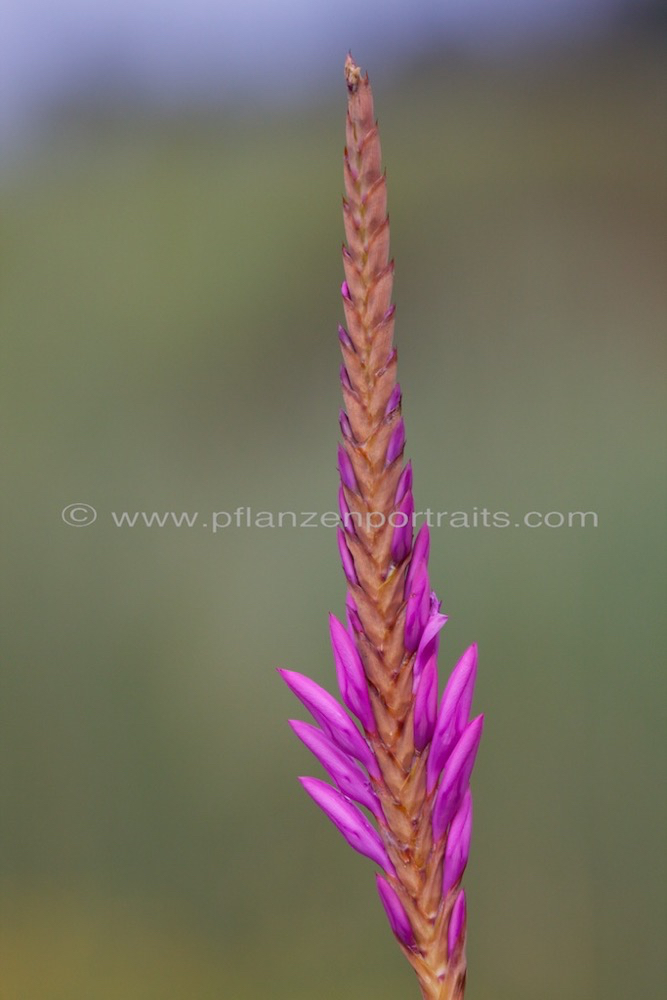 Watsonia densiflora Natal Watsonia.jpg