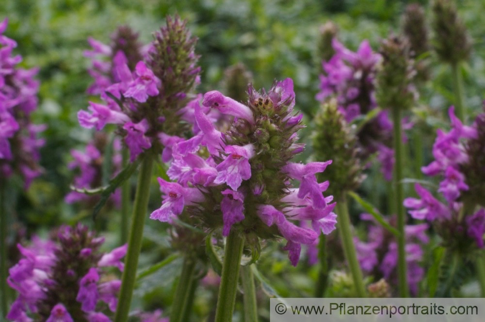 Betonica officinalis Stachys officinalis Heil-Ziest Betony_Bishops Wort.jpg