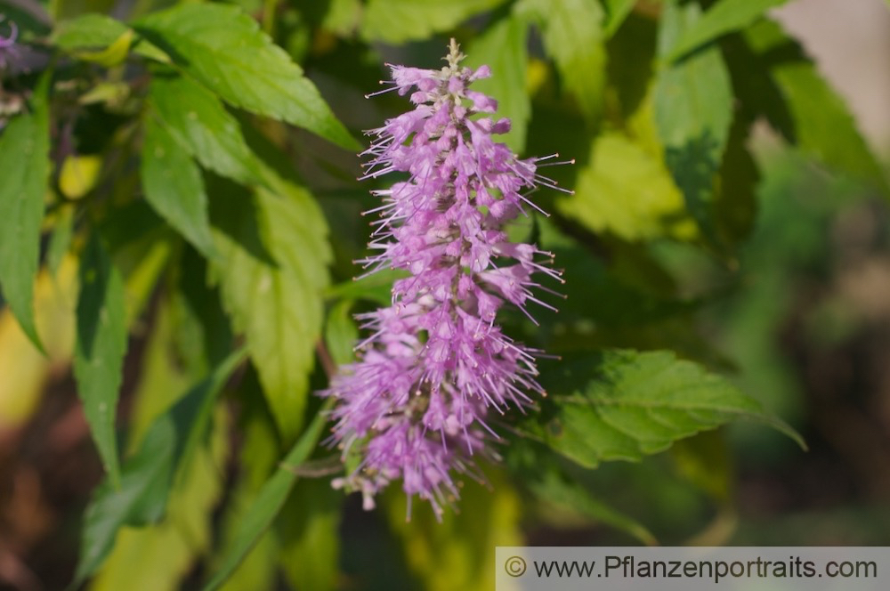 Elsholtzia stauntonii Chinesische Kammminze Mint Bush.jpg