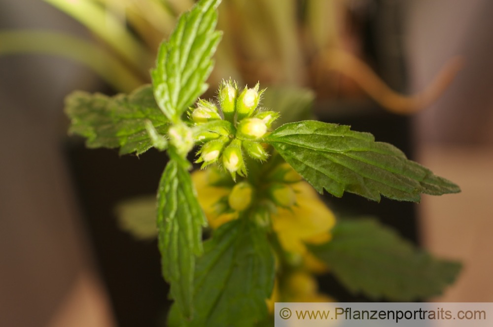 Lamiastrum galeobdolon Echte Goldnessel Yellow Archangel 3.jpg