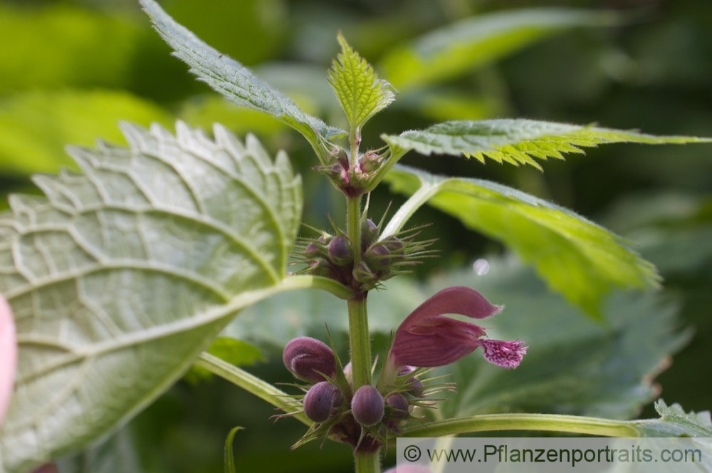 Lamium orvala Grossbluetige Taubnessel Giant Dead Nettle 2.jpg