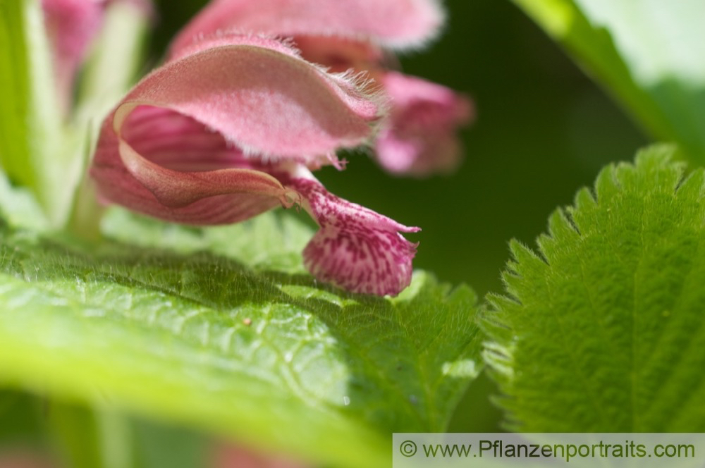 Lamium orvala Grossbluetige Taubnessel Giant Dead Nettle 3.jpg