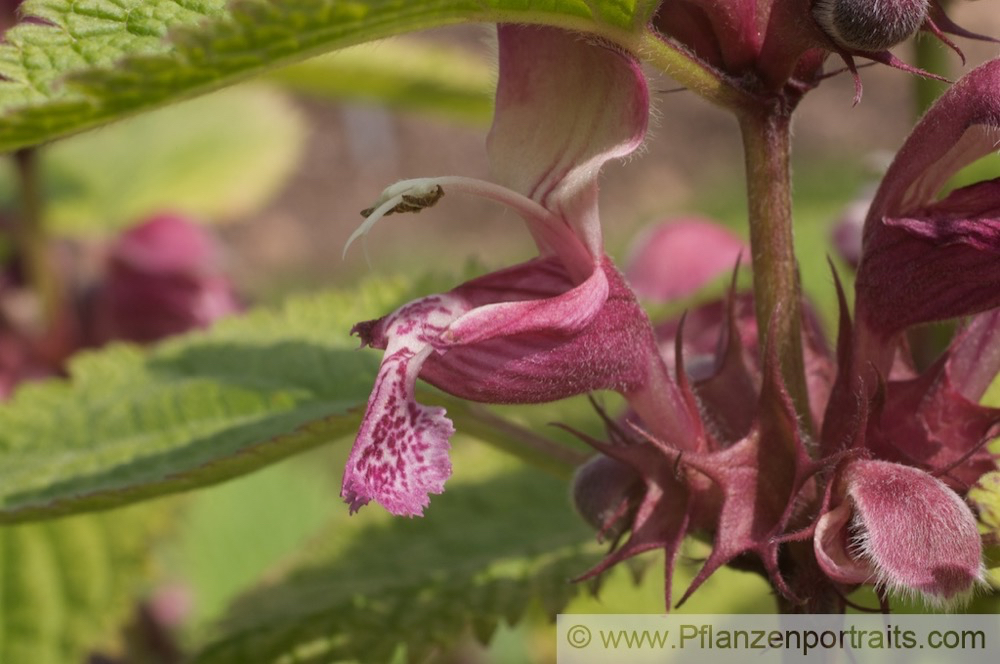 Lamium orvala Grossbluetige Taubnessel Giant Dead Nettle.jpg