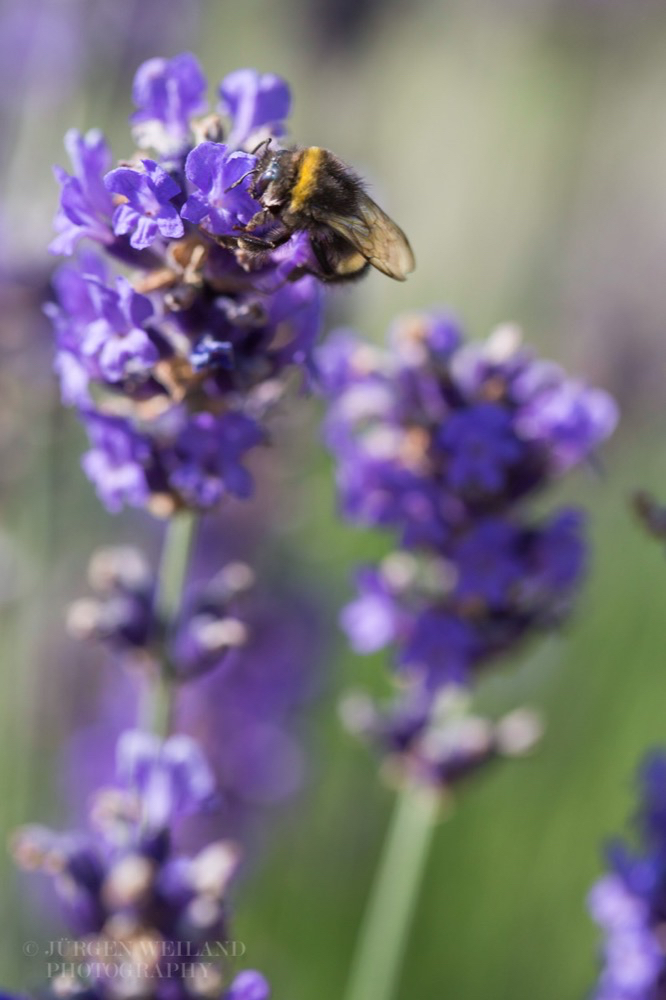 Lavandula angustifolia Echter Lavendel English Lavender 2.jpg