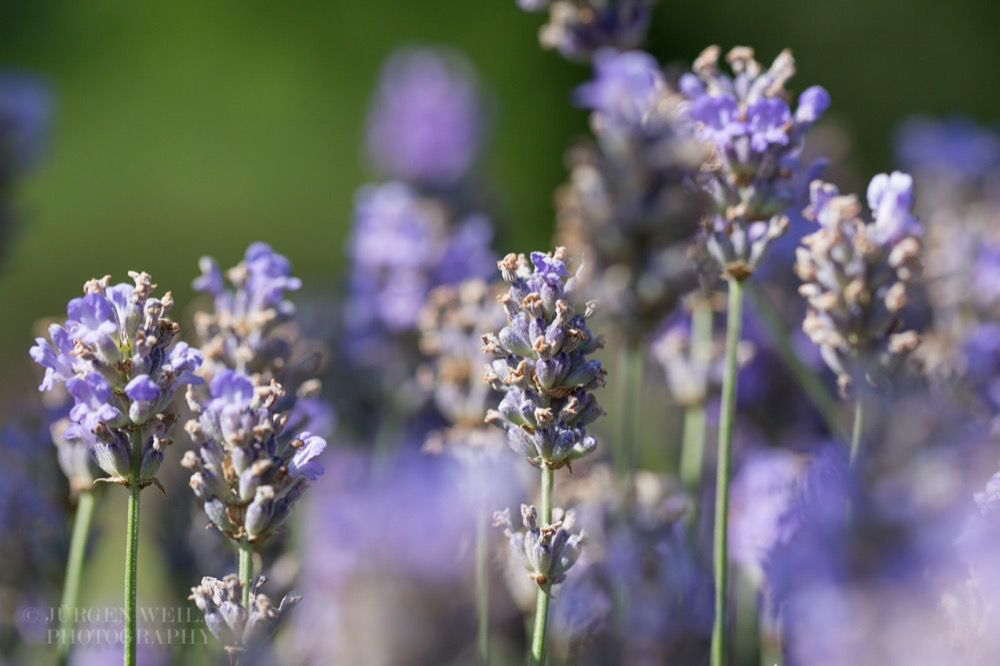 Lavandula angustifolia Echter Lavendel English Lavender 5.jpg