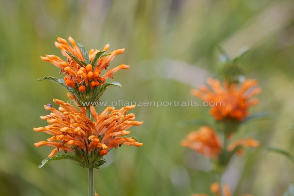 Leonotis leonurus Wild Dagga Duiwelstabak 3.jpg