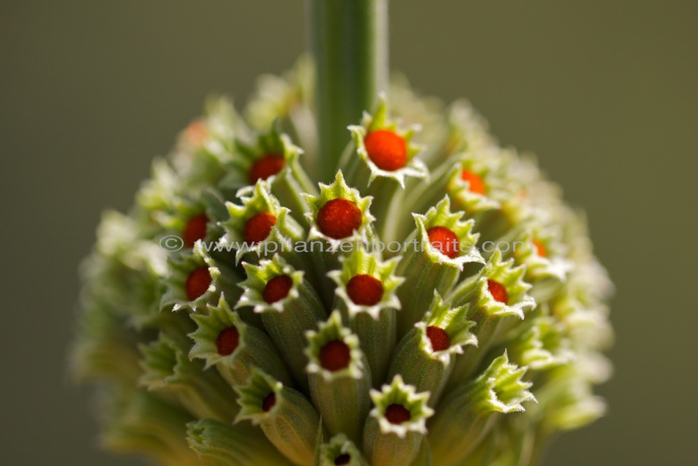 Leonotis leonurus Wild Dagga Duiwelstabak 4.jpg