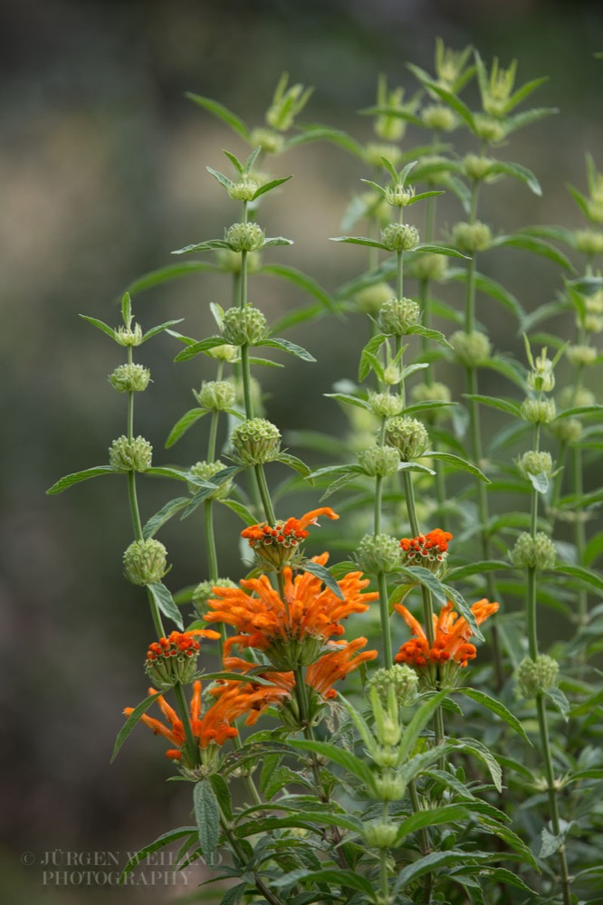 Leonotis leonurus Wild Dagga Duiwelstabak 5.jpg