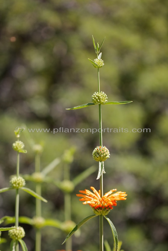 Leonotis leonurus Wild Dagga Duiwelstabak.jpg