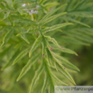 Lycopus europeus Ufer Wolfstrapp Bugleweed Gypsywort.jpg