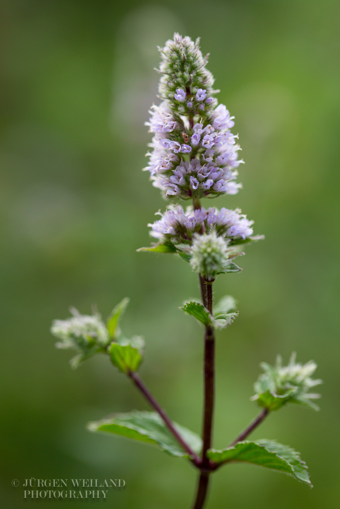 Mentha x piperita Pfefferminze Peppermint.jpg