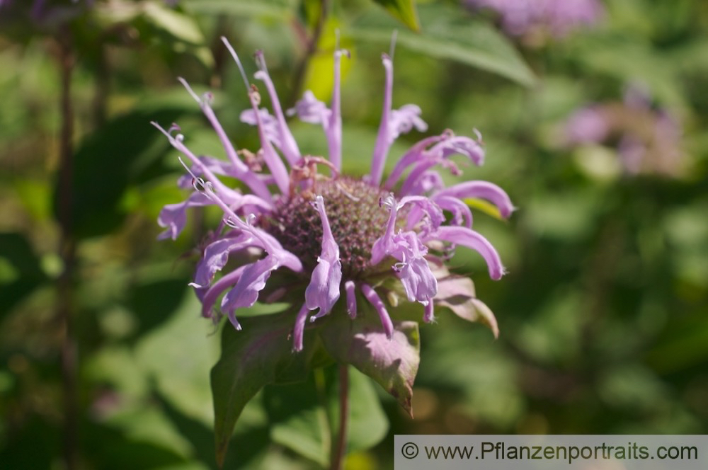 Monarda fistulosa Spaete Indianernessel Bee Balm 2.jpg