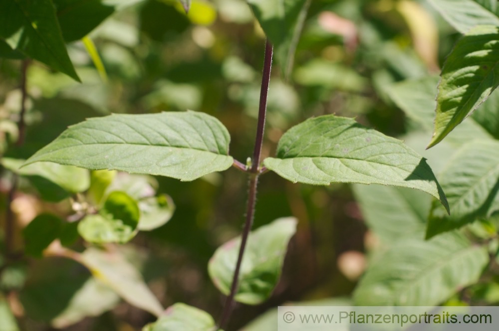 Monarda fistulosa Spaete Indianernessel Bee Balm.jpg