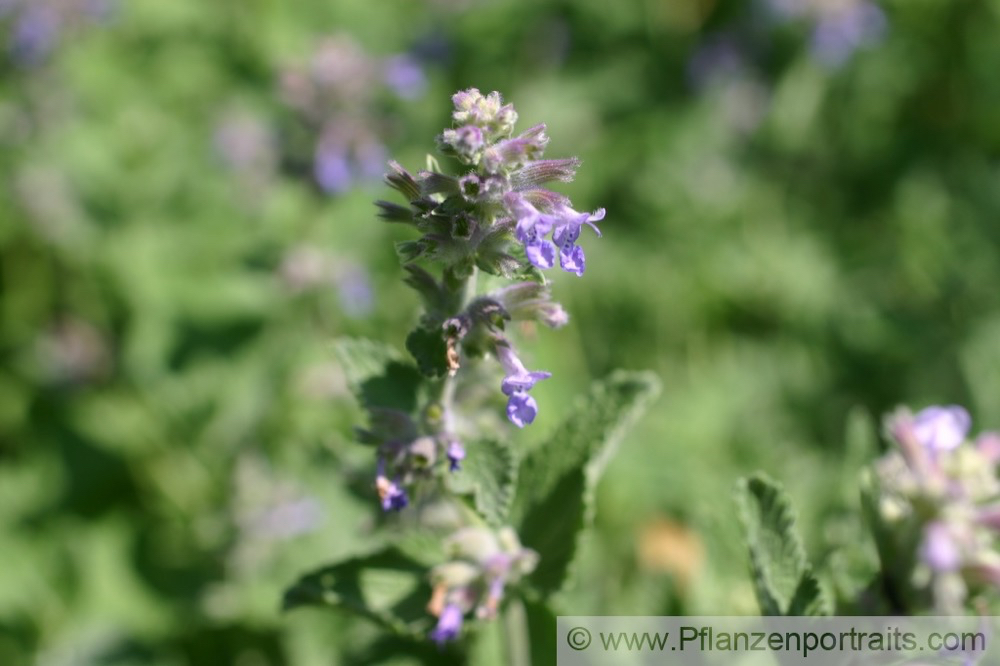 Nepeta faassenii Blaue Katzenminze Catmint 2.jpg