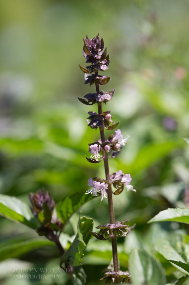 Ocimum basilicum Spice Boys.jpg